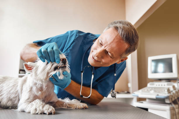Reliable WA Emergency Dental Service Solutions